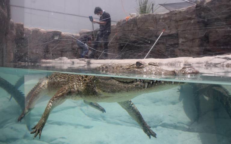 Acuario Michin se mantendrá con las puertas cerradas ante la pandemia por Covid-19