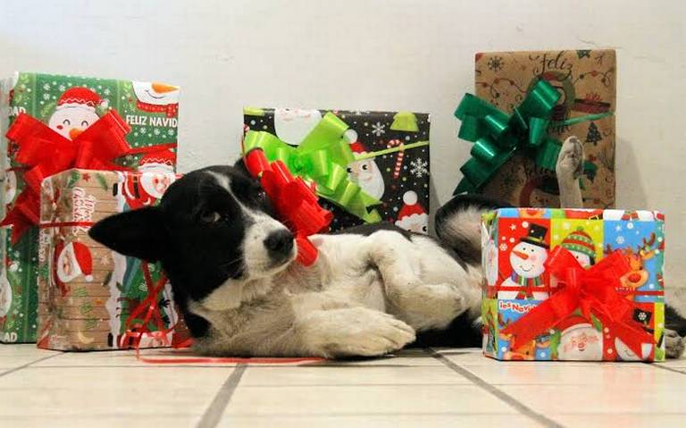 Asociación civil exhorta a no regalar mascotas en esta temporada navideña