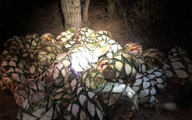 Decomisan más de 2 toneladas de agave de la Biosfera Tehuacán-Cuicatlán