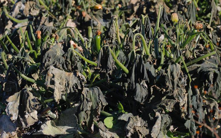 Heladas dañan 520 hectáreas de cultivos en Puebla