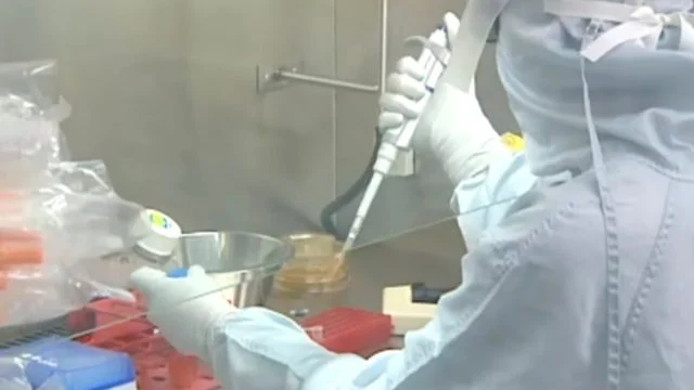 Científicos crean cerdos para trasplantes a humanos por primera vez en Japón