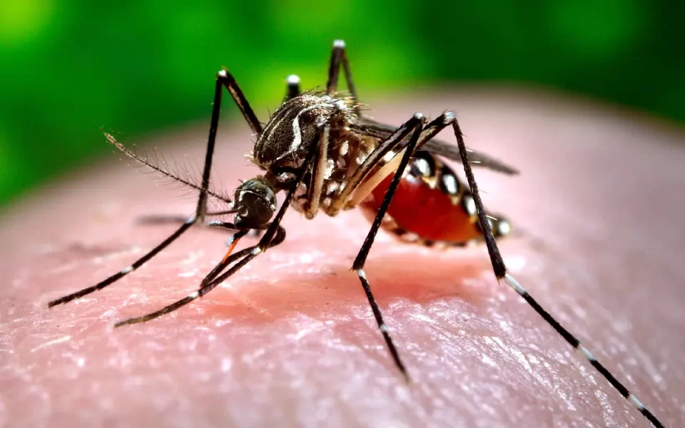 Argentina vive la peor crisis de dengue de su historia; supera los 100,000 casos
