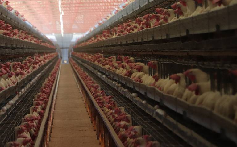 Altas temperaturas en Tehuacán agudizan pérdidas en avícolas