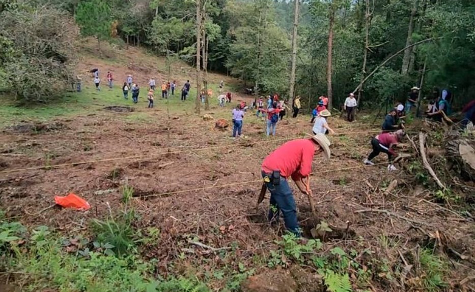 Dejan incendios forestales en Huauchinango perdidas en más de 100 hectáreas de áreas verdes