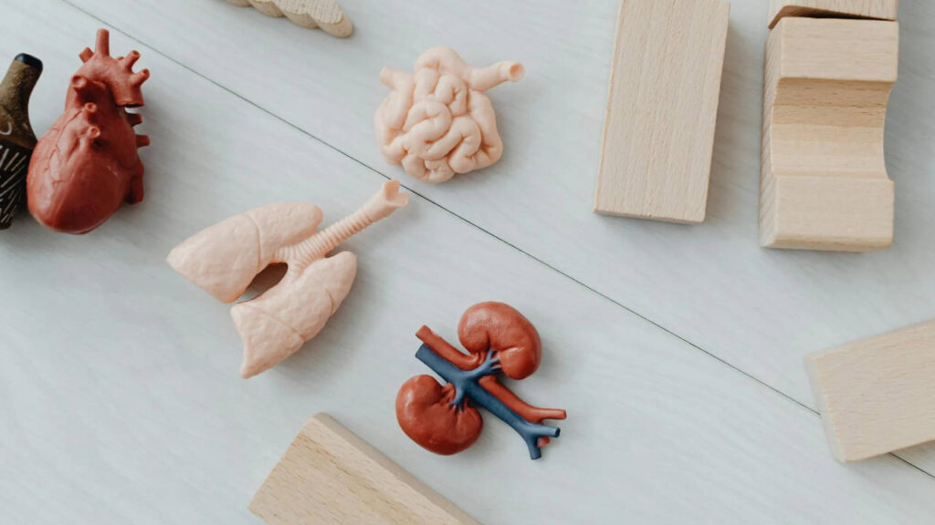 Propone senador iniciativo para mejorar donación de órganos