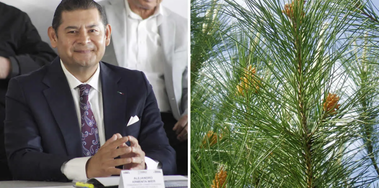 Apuesta Armenta por ciencia forestal: vivero dará a productores piñón en 2 años para evitar que recurran a la tala